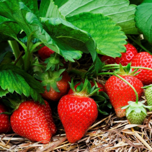 Не просто вкусно: 8 малоизвестных, но очень веских причин есть клубнику как можно чаще